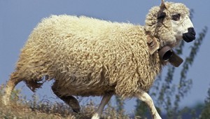 Mladík sa vlámal do ZOO a obťažoval zvieratá