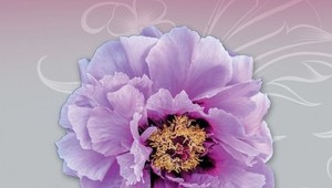 Katarína Gillerová a jej tajomstvo štyroch sestier: Začítajte sa do pútavého príbehu