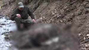 V lesoch neďaleko Prievidze našli mŕtveho medveďa. Pri miestnom potoku zrejme ležal od jesene