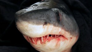 Žraloky na kokaíne: Pri pobreží Brazílie otestovali 13 žralokov, každý z nich bol pozitívny