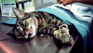 Rozhodnuté! Psy, mačky a fretky sa nebudú musieť čipovať