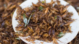 Stonožky či cvrčky. Hmyz bude už čoskoro na tanieri v celej EÚ