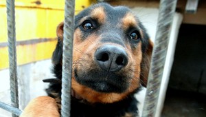 Zvieracia ombudsmanka: Vznikla nová aplikácia, ktorá má ľuďom uľahčiť adopciu psov a mačiek