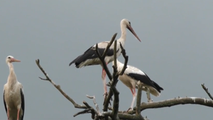 Nová atrakcia Polonín: Prečo tento strom volajú "bocianovník"?