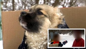 Chlapci rezali do šteniatka. Chceli ho dobiť a zjesť...