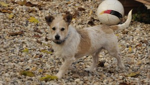 V Trenčianskej Turni sa stratil Majko. Pomôžte nájsť plachého psa