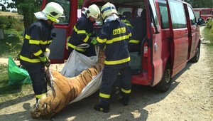 VIDEO: Našli zastreleného tigra aj víno zo šeliem. Polícia zatkla cirkusantov