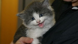 Kocúr zachránil štyroch ľudí pred udusením