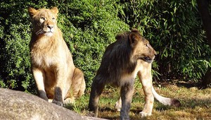 Pytliaci prišli do Afriky loviť zvieratá. Zožrali ich levy