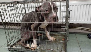 Utýraného psa z okna zachraňovali hasiči. Internet obletel krutý príbeh