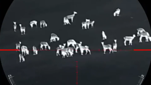 Poľná zver ničí poľnohospodárom úrodu. Agrorezort povolil zakázané spôsoby lovu