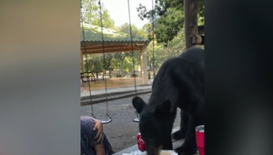 VIDEO: Na obed v parku prišiel aj medveď. Neuveríte ako sa zachovala mama s dieťaťom