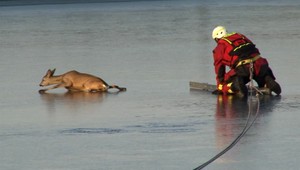 VIDEO: Srnčeka zachraňovali hasiči, riskovali vlastný život