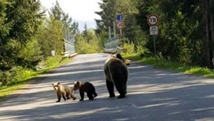 Medvedica s mláďatami skrížila cestu vodičovi