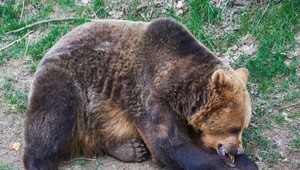 Eliminovali medvedicu, ktorá ohrozovala obyvateľov. Bola údajne zrazená a jedla motorový olej