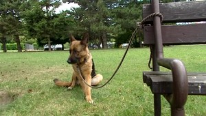 Chaos okolo voľného pohybu psov má vyriešiť nový zákon