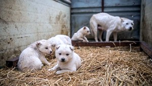 Nejedzte psie mäso počas olympiády, vyzýva svojich občanov vláda Južnej Kórei