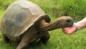 Jonathan má 185 rokov. Jeho recept na dlhovekosť tkvie v pomalom pohybe a v minime stresu