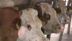 VIDEO: Ako zvládajú horúčavy hospodárske zvieratá?