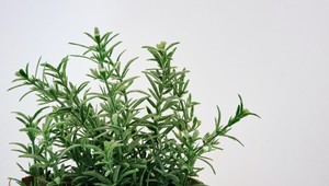 Bylinka z pekáča: Zlepšuje pamäť a znižuje úzkosť