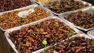 Je hmyz skutočne ekologickou potravinou? Máme odpoveď!