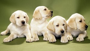 Ukradnuté šteniatka sú späť! Tak ako zmizli, sa aj objavili