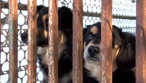 Psy opäť útočili. Dohrýzli päťročné dievčatko