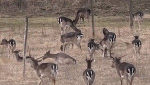 Daniel je hrozbou pre vodičov