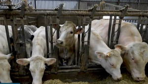 Do platnosti vstúpili núdzové opatrenia pre slintačku. Ako sa ekonomicky dotknú obyvateľov?