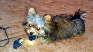 Nevideli ste psíka Jimmyho? Nálezcu čaká odmena