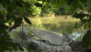 Malodunajskí rybári sú zúfalí. Po búrkach uhynuli na viacerých miestach stovky rýb