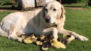Ich mama zmizla. Starostlivosť o deväť káčat prebral labrador Fred