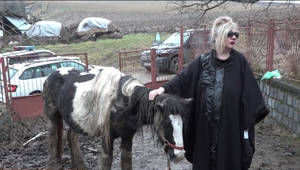 Poľovník zastrelil 4 kone. Mal si ich pomýliť s lesnou zverou