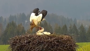 VIDEO: Milostná dráma v hniezde. Bocian to sokovi nedaroval