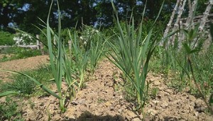 Je už čas sadiť? Záhradkári, pozor na premenlivé jarné teploty