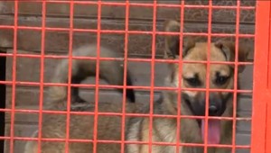 Nechcené psíky na Spiši zrejme prídu o domov. Susedom útulok prekáža