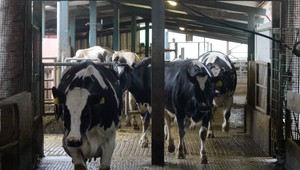 Slintačka a krívačka je jednou z najnákazlivejších chorôb sveta. Je možný prenos na človeka?