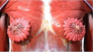 Obrázok vzbudil búrlivé reakcie: Tušili ste, ako vyzerajú ženské prsia pod kožou?