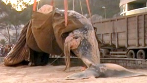 Mŕtva veľryba vyhnala turistov z pláže