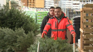 Stromček je neodmysliteľnou súčasťou Vianoc. Ako si vybrať ten správny?