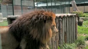 Niektoré zariadenia na chov nebezpečných živočíchov majú povolenie, ostatné nie