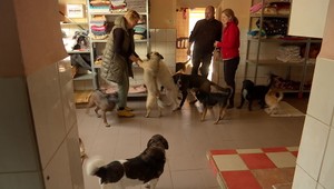 Smutný príbeh šiestich šteniatok. Našli ich vyhodené neďaleko Váhu