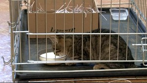 Nechutné! Z mačiatka si urobili futbalovú loptu