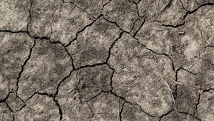 Zvieratá v Austrálii trpia horúčavami: Hrozí hromadné vyhynutie viacerých druhov