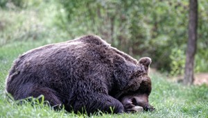 Medveď útočil na farme. Pohrýzol chlapca, s medveďom bojovala aj chlapcova matka