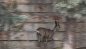 VIDEO: Netradičná záchrana v centre mesta. Policajti ratovali zatúlaného srnčeka