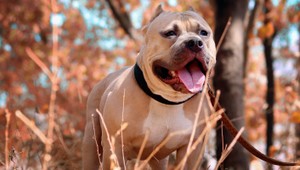 Dva psy napadli ročné dievčatko. Zúfalá matka jedného z nich dobodala