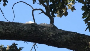 VIDEO: V tomto meste sa môžu pochváliť unikátnou veveričkou