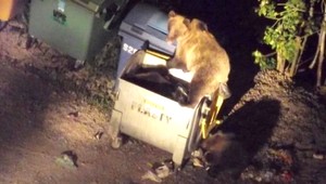 Tatranské medvede milujú kontajnery, ochrancovia ich plašia delobuchmi