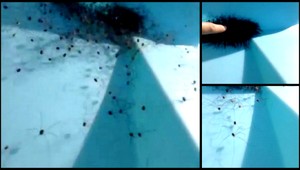 VIDEO. Na muža zaútočili desiatky pavúkov